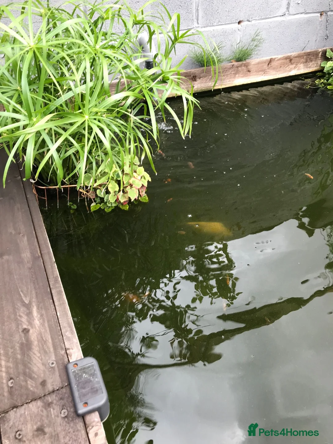 Koi Carp fish for sale: Koi Carp & Chargoi Fingerlings Approx 1"- 1.5" £3 in Newcastle - Advert 5