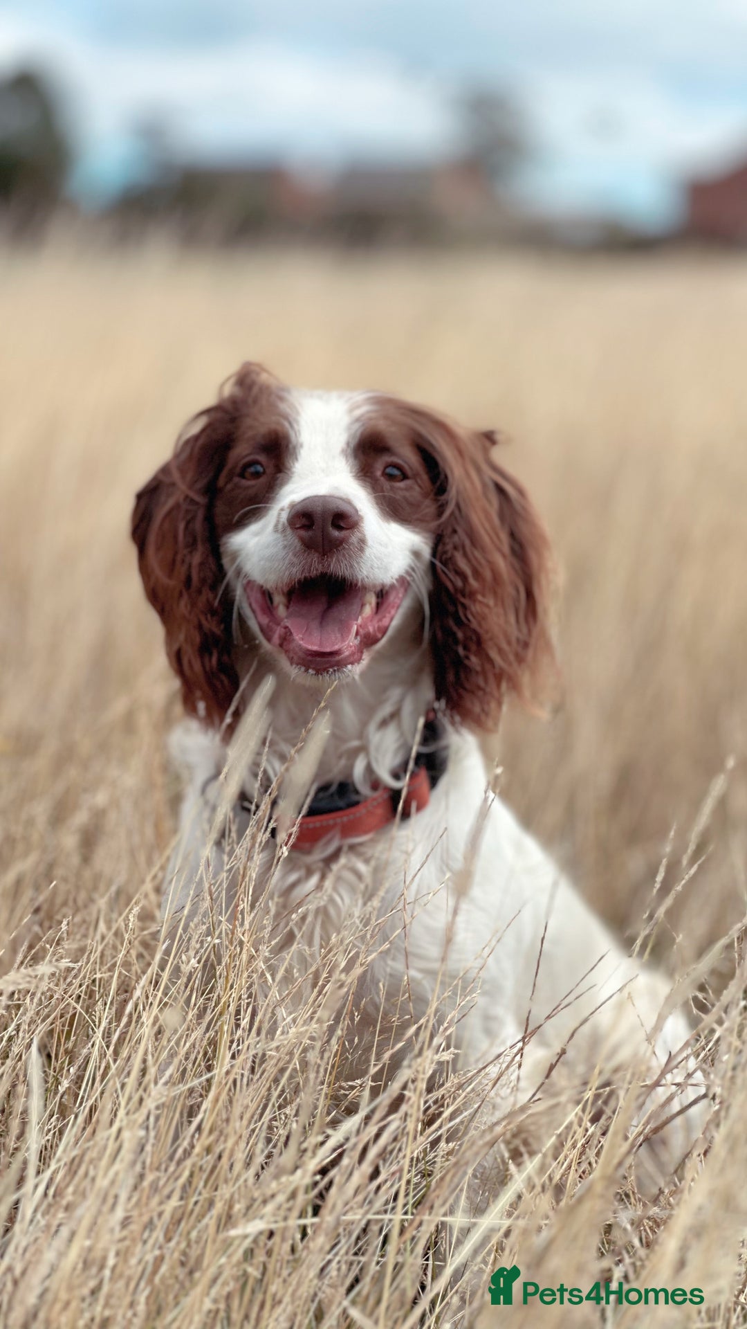 English Springer Spaniel dogs for stud: Jerry - KC Registered English Springer Spaniel  - Advert 11