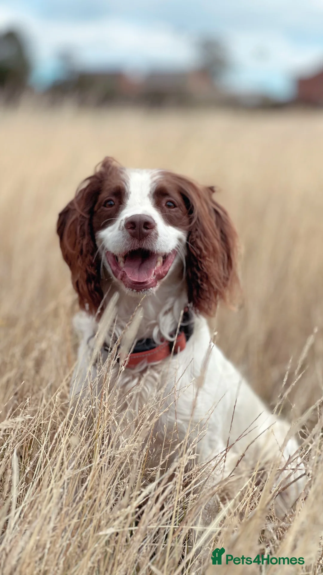 English Springer Spaniel dogs for stud: Jerry - KC Registered English Springer Spaniel  - Advert 11