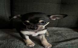 Chihuahua dogs for sale: Chihuahua Puppies For Sale Eastbourne  - Image 8