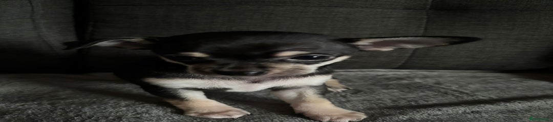 Chihuahua Female 2