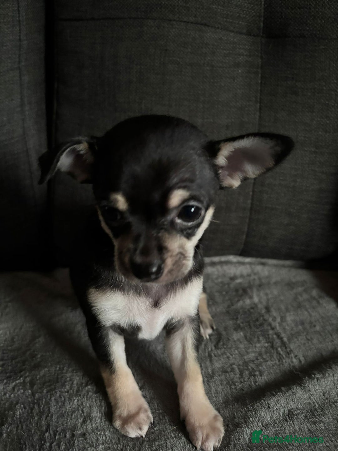 Chihuahua dogs for sale: Chihuahua Puppies For Sale Eastbourne  - Image 8