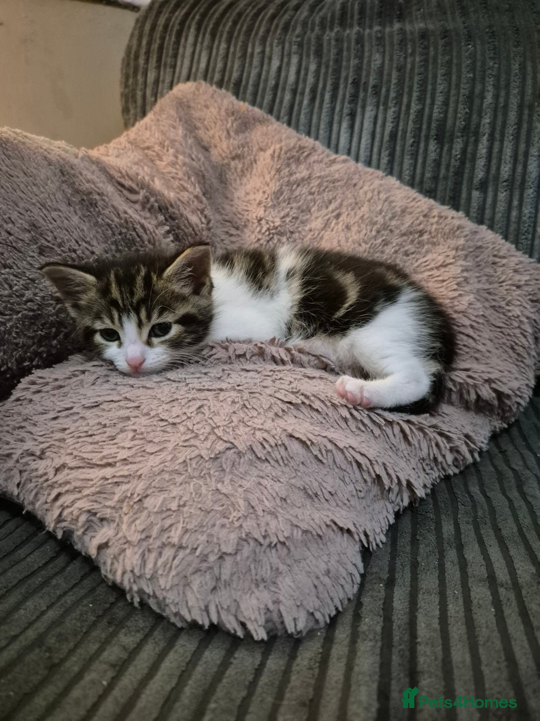 Maine Coon cats for sale: Mainecoon x domestic  - Advert 6