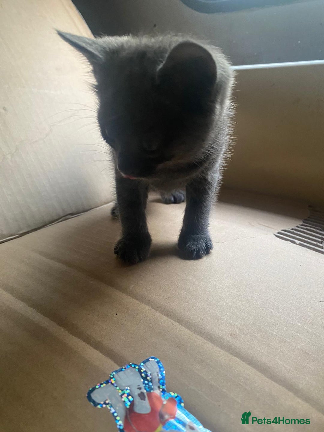 Russian Blue cats for sale: Russian blue kittens  - Image 10