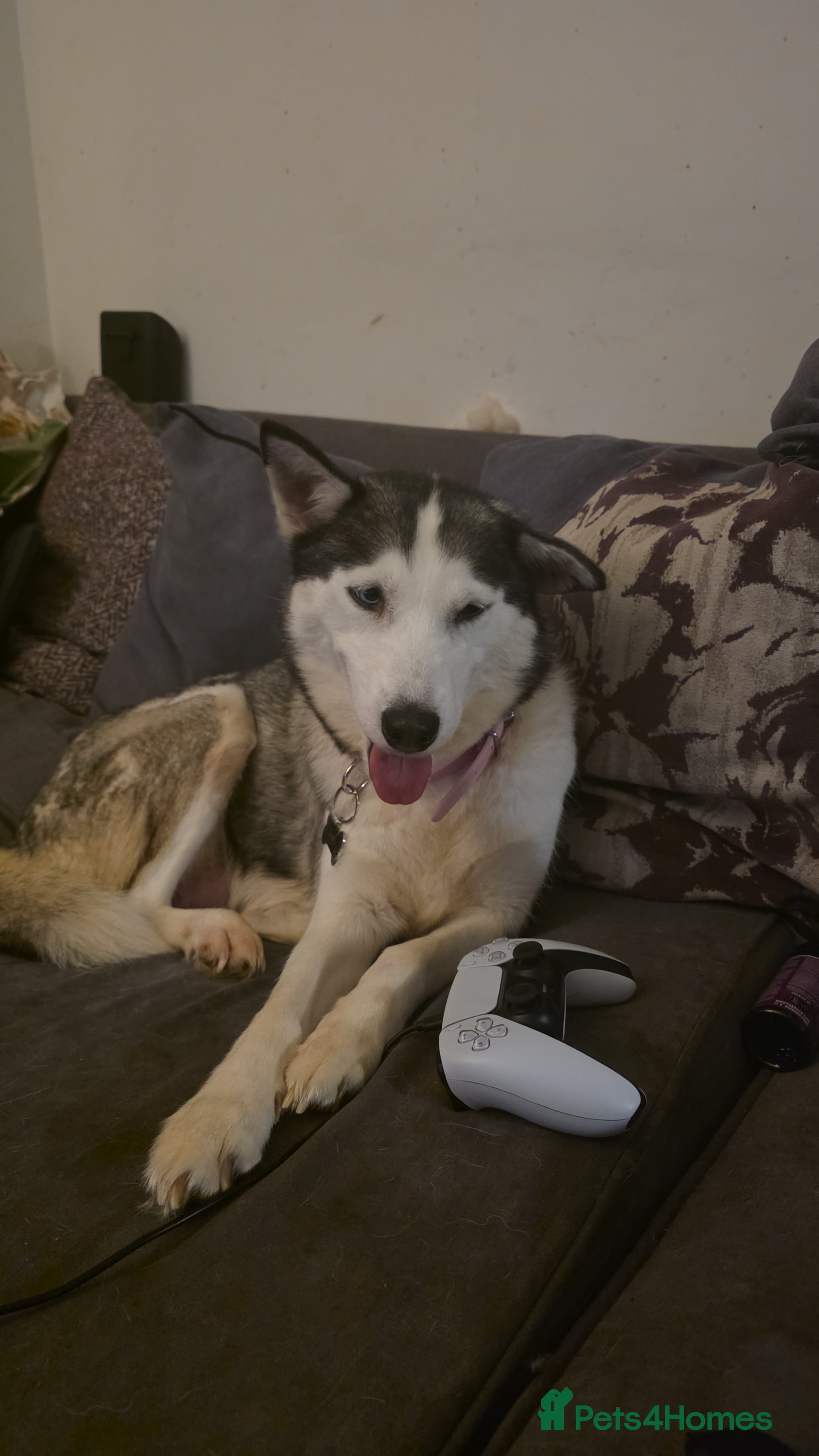 Siberian Husky dogs Aurora the Siberian Husky - Advert 1