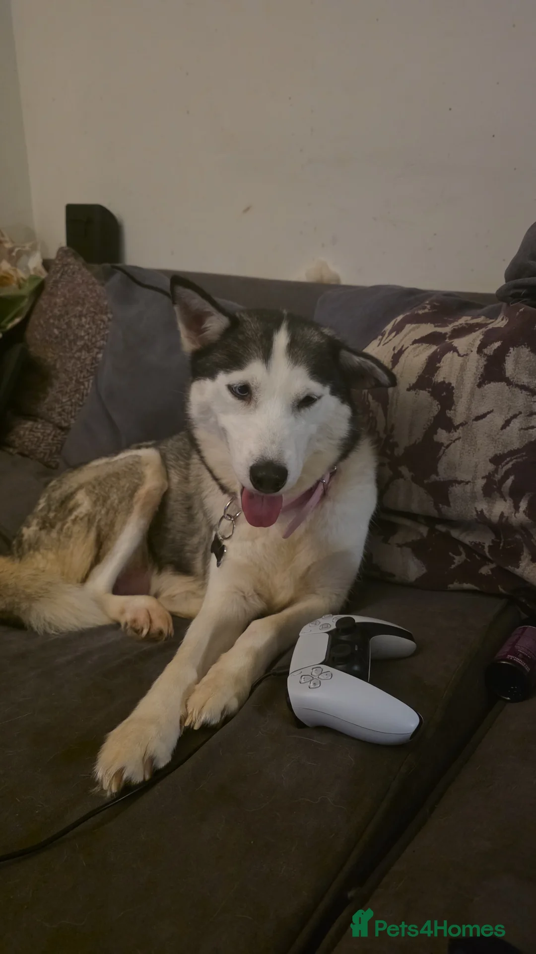 Siberian Husky dogs for sale: Aurora the Siberian Husky - Advert 1