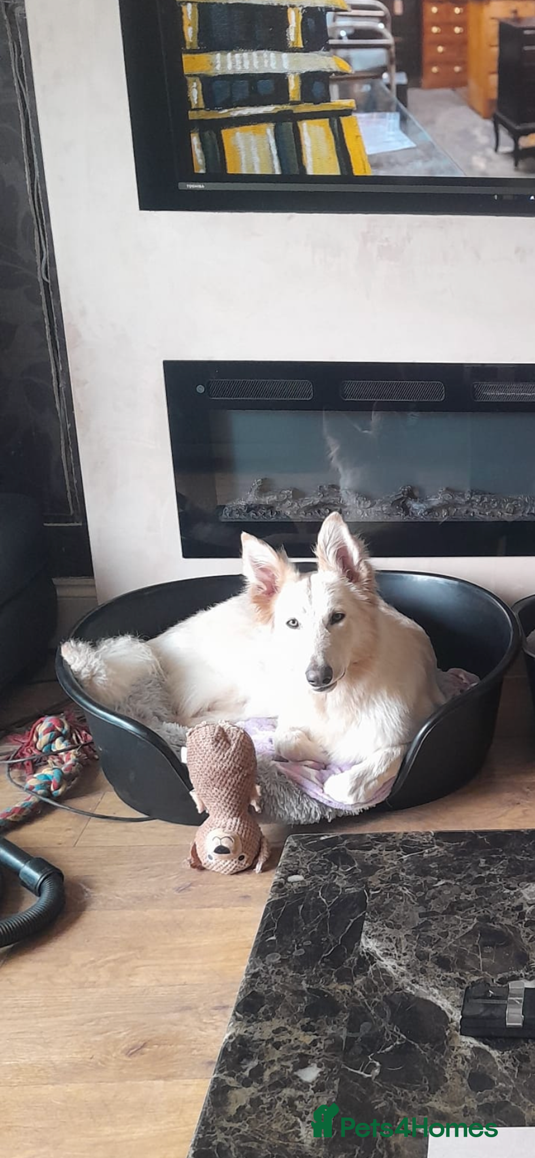 German Shepherd dogs for sale: White long haired German shepherd - Image 3