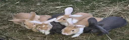 Dwarf Lop rabbits for sale: Rabbits for sale  in Warrington - Advert 1