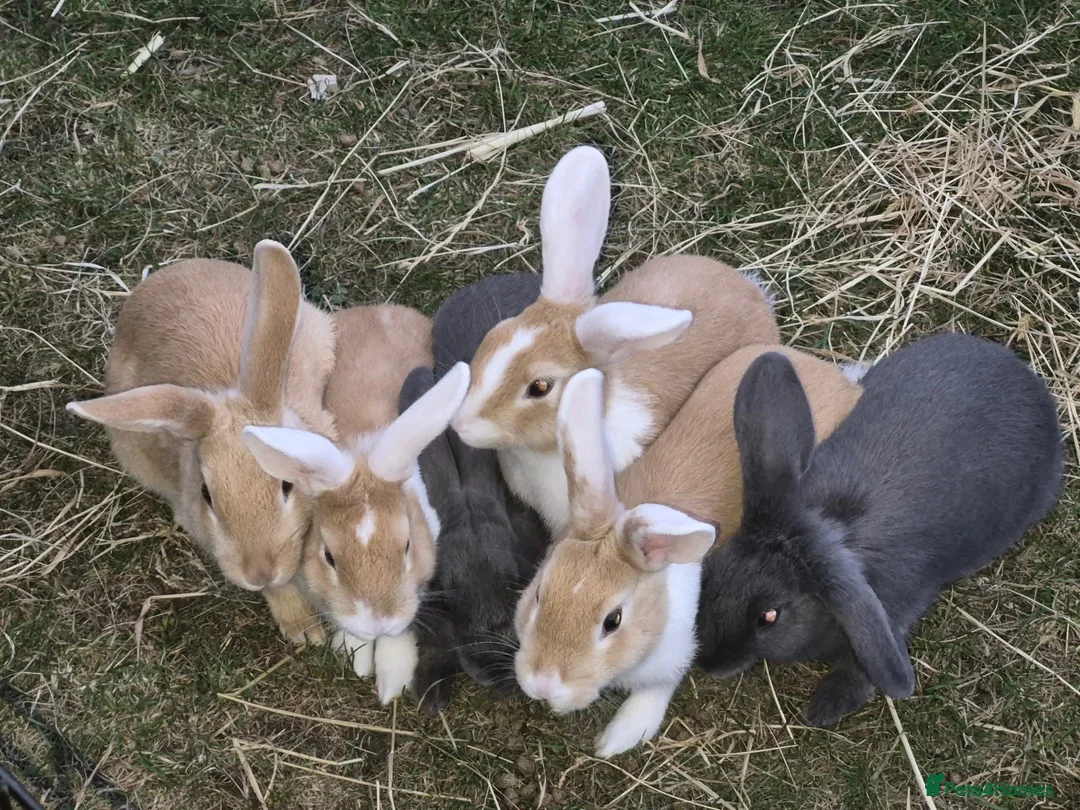 Dwarf Lop rabbits for sale: Rabbits for sale  in Warrington - Advert 1