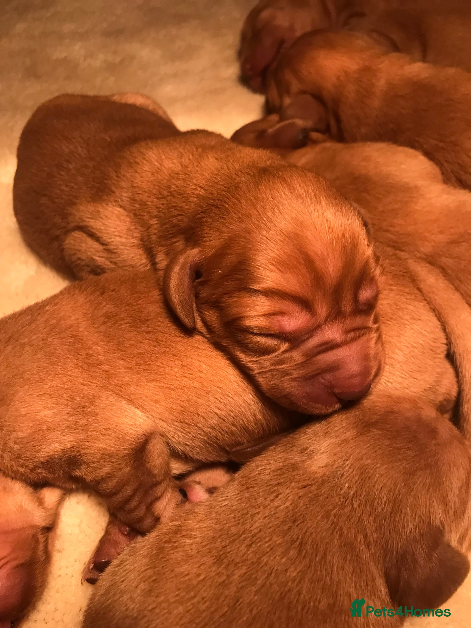 Labrador Retriever dogs Fox Red Labrador Puppies FOR SALE - Advert 1