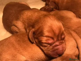 Labrador Retriever dogs Fox Red Labrador Puppies FOR SALE - Advert 1