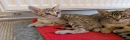 Savannah cats for sale: Stunning, affectionate, TICA f5sbt Savannahs - Advert 8