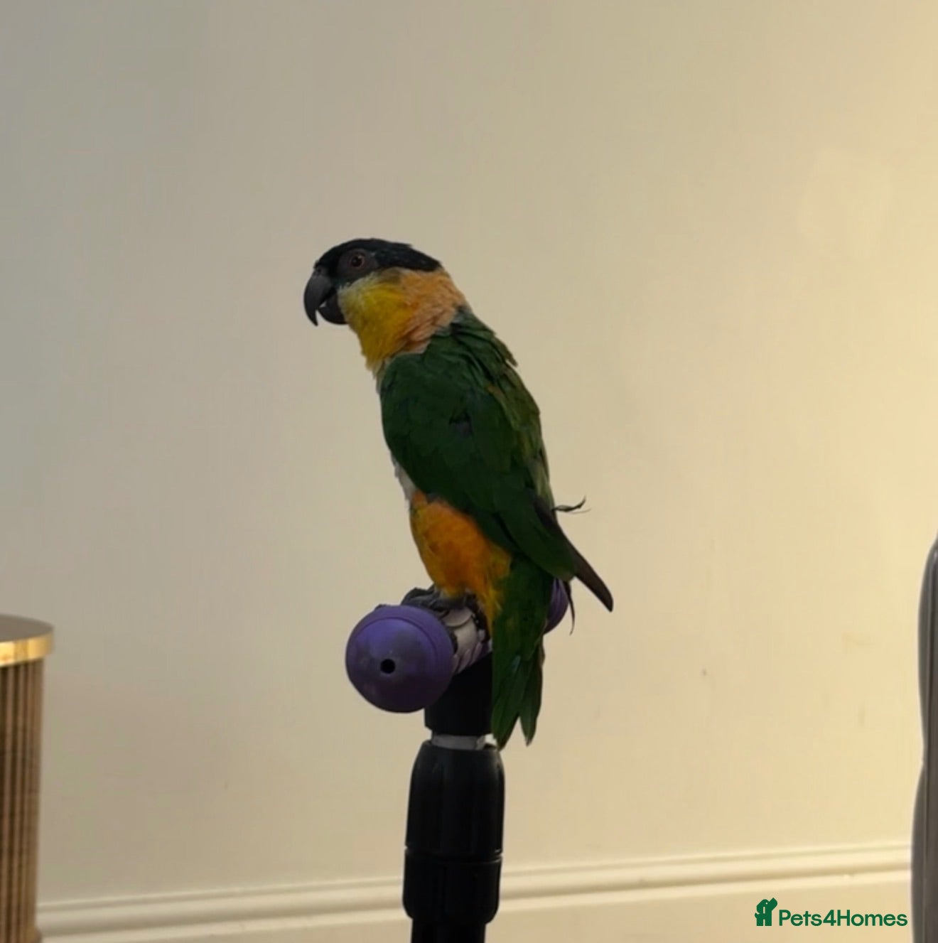 Parrots birds Caquies  - Advert 2