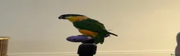 Parrots birds for sale: Caquies  - Advert 1