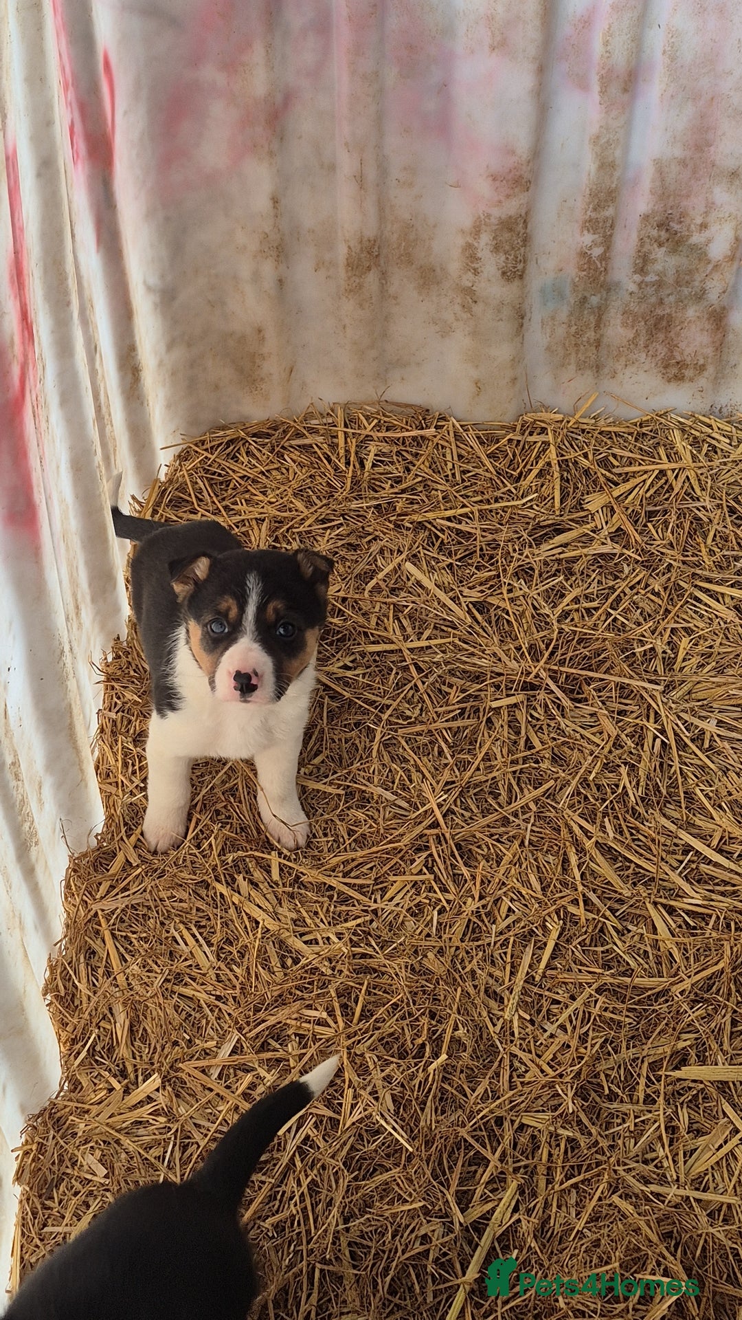 Border Collie dogs for sale: Border Collie Pups - Advert 10