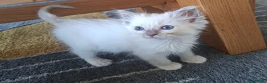 Ragdoll 3