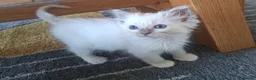 Ragdoll cats for sale: GCCF Lilac Ragdolls ready now  - Advert 5