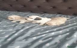 Bichon Frise dogs for sale: Bishon poppy's available  - Image 2