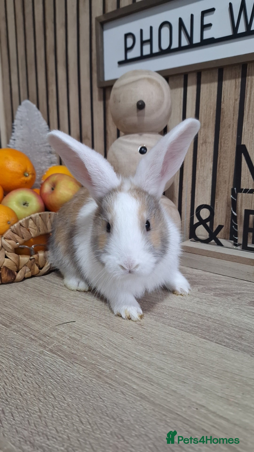 Continental Giant rabbits Giant baby rabbits  - Advert 2