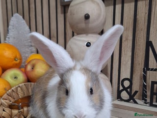 Continental Giant rabbits Giant baby rabbits - Advert 1