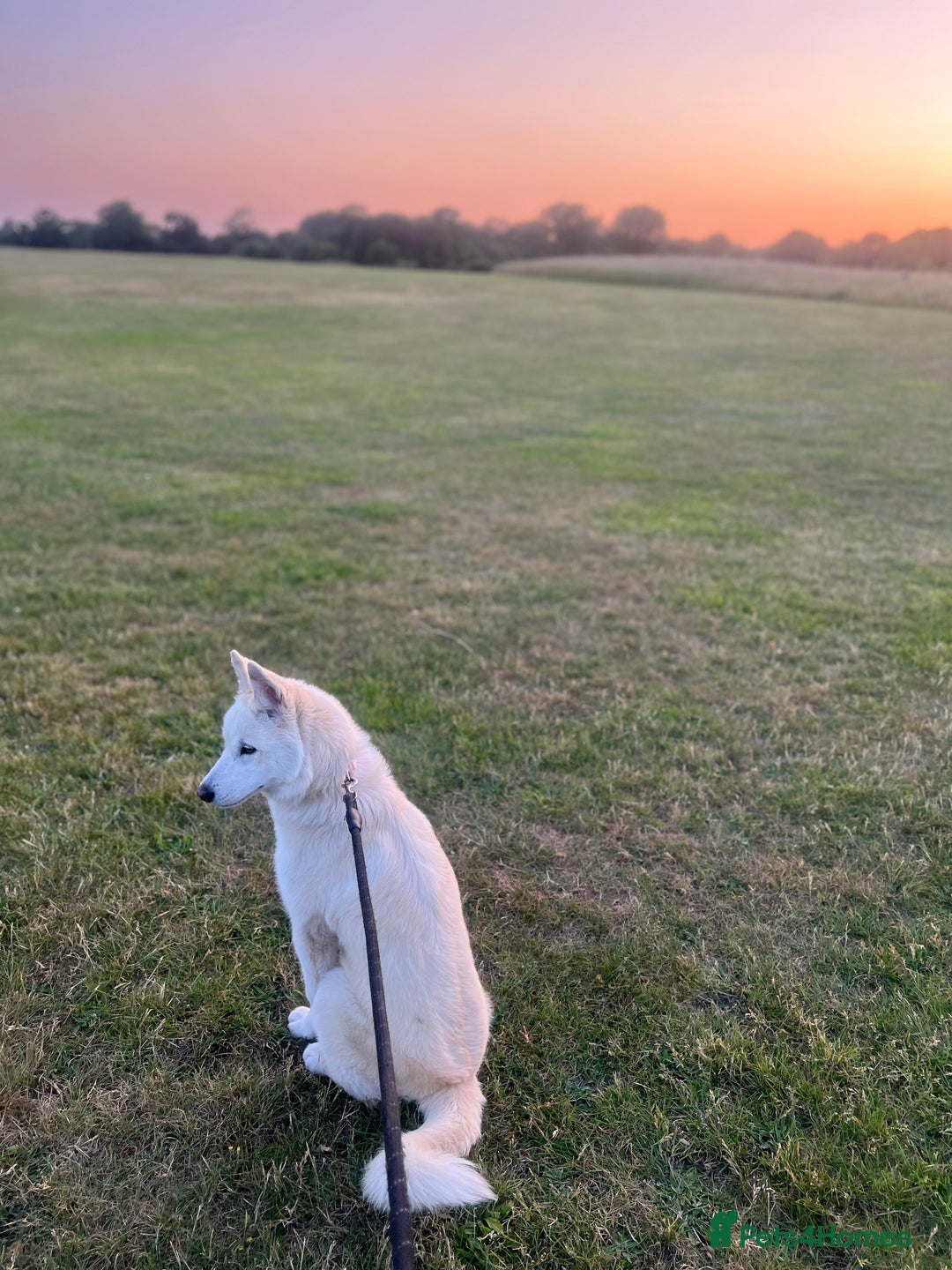 Siberian Husky dogs for sale: Girl Siberian husky  - Advert 5