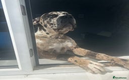 Mastiff dogs for sale: Merle mastiff  - Image 6