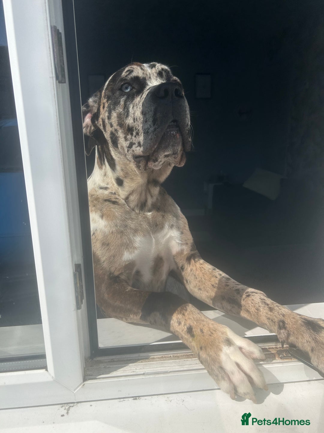 Mastiff dogs for sale: Merle mastiff  - Image 6