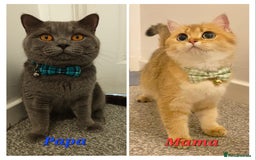 British Shorthair cats for sale: Pure Pedigree British Shorthair  - Image 23