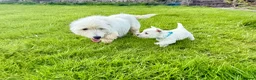 West Highland Terrier dogs for sale: Quality KC registered West Highland Terrier Pups - Advert 12