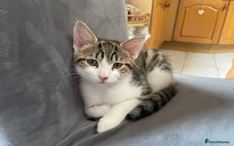 Mixed Breed cats for sale: Mixed Breed Kitten for sale - Image 2