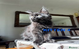 Maine Coon cats for sale: LARGE MAINE COON KITTENS *2 Left* - Image 5