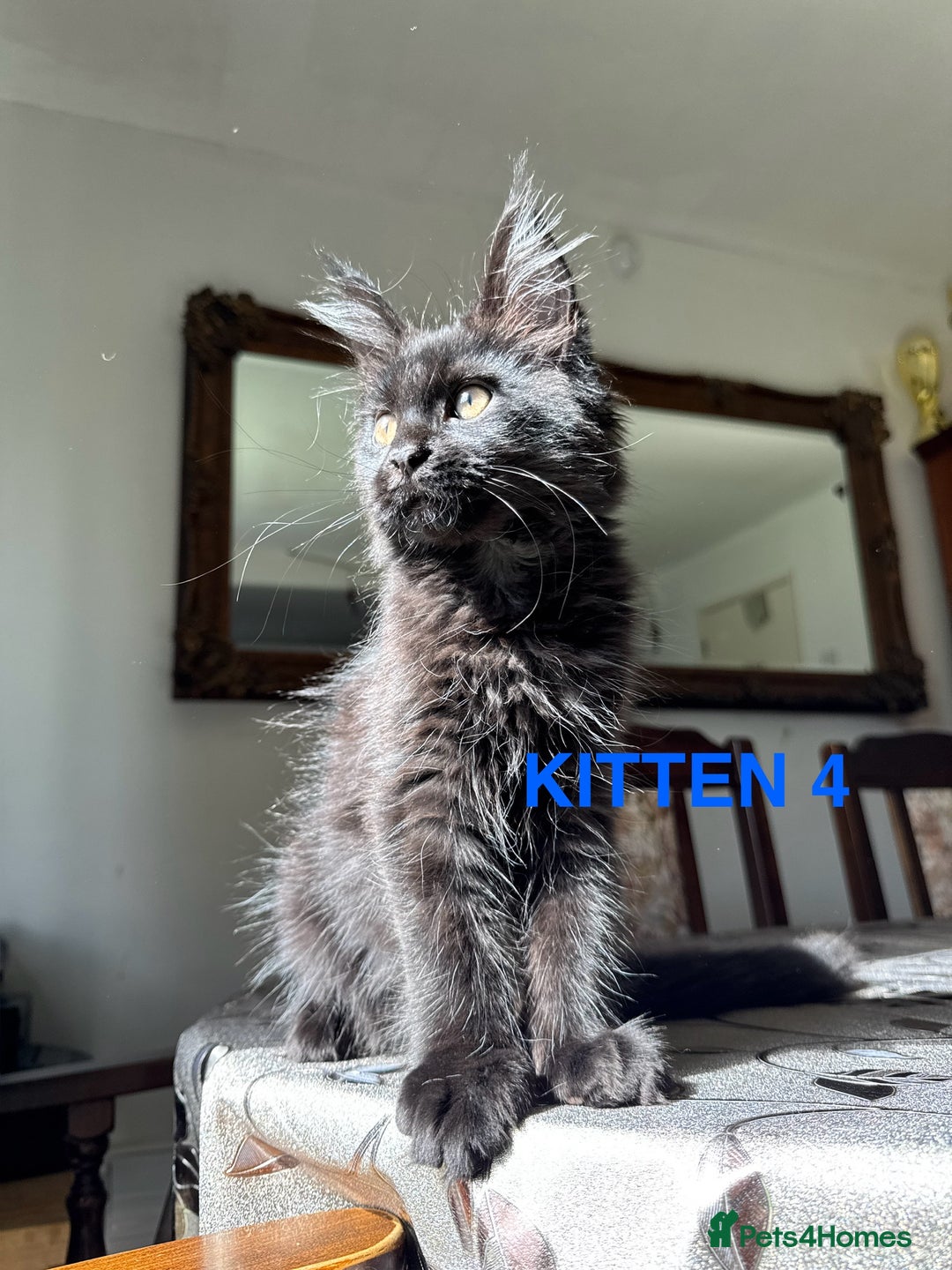 Maine Coon cats for sale: LARGE MAINE COON KITTENS *2 Left* - Image 5