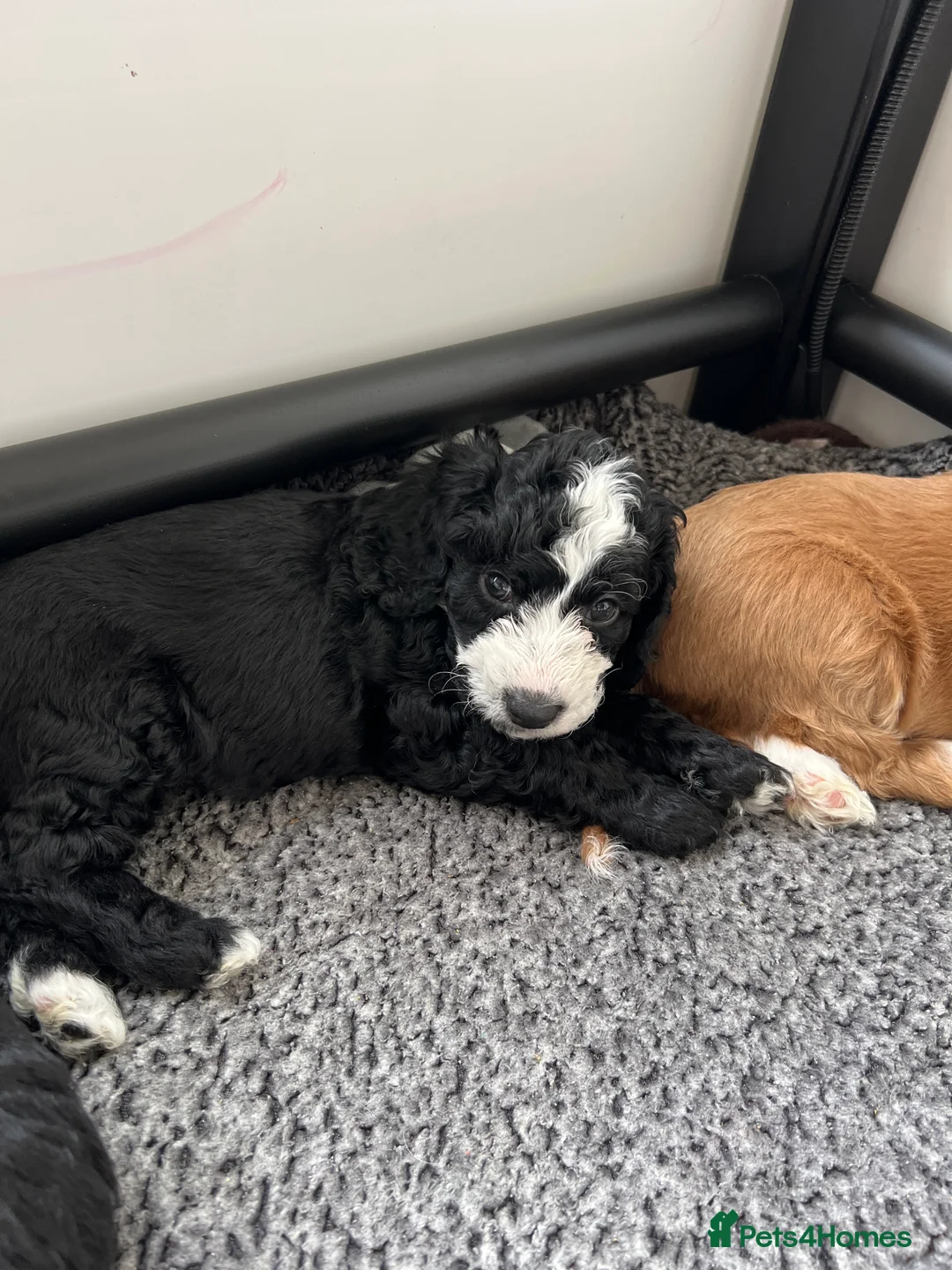 Cockapoo dogs for sale: Gorgeous friendly cockapoo puppies - Advert 2