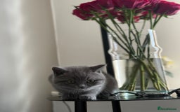 British Shorthair cats for sale: Two beautiful and lovely girls - Image 8