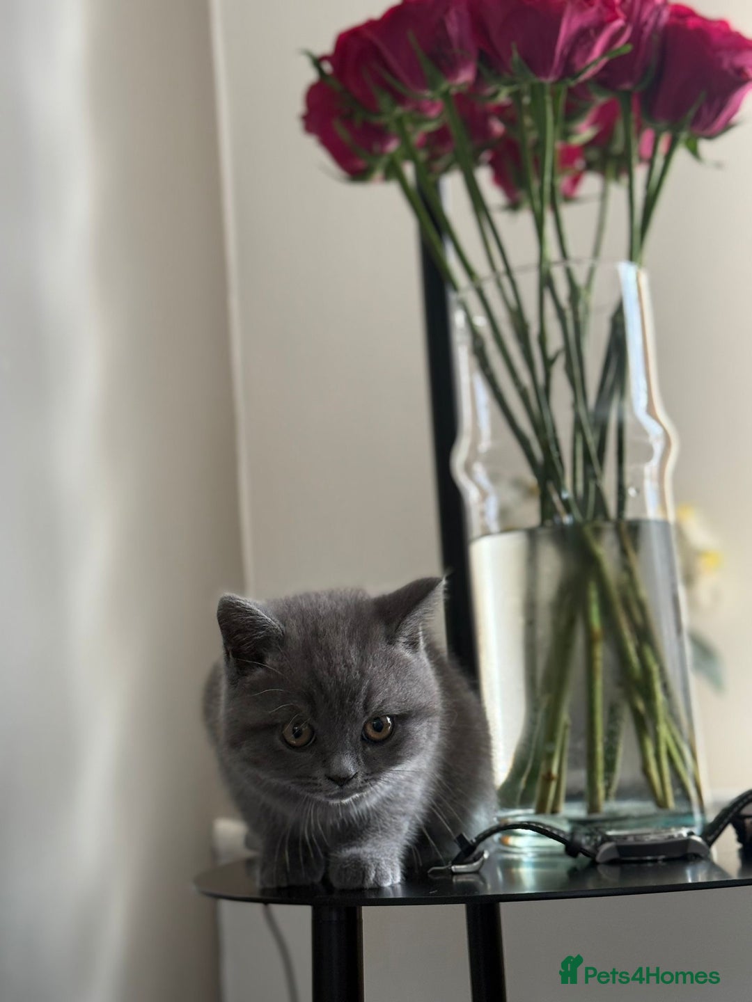 British Shorthair cats for sale: Two beautiful and lovely girls - Image 8