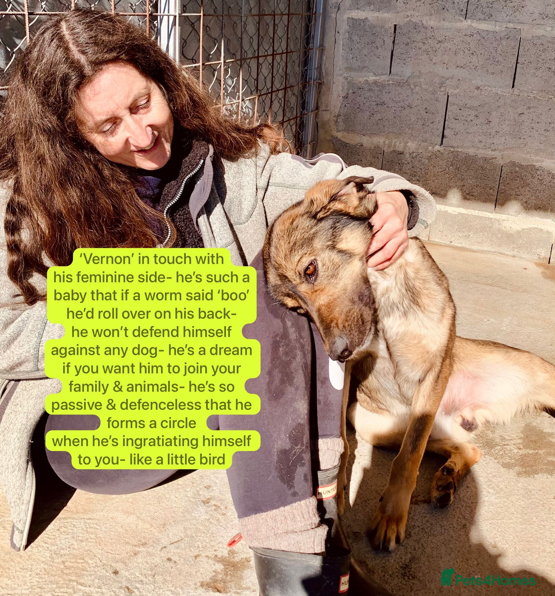 Mixed Breed dogs Vernon, 2 yrs approx. Available for adoption. - Advert 3