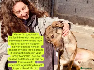 Mixed Breed dogs Vernon, 2 yrs approx. Available for adoption. - Advert 3