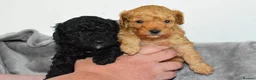 Toy Poodle dogs for sale: KC Reg Tiny Toy Poodle Puppies - Advert 5