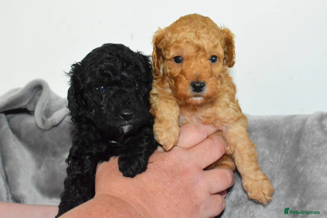 Toy Poodle dogs for sale: KC Reg Tiny Toy Poodle Puppies - Advert 5