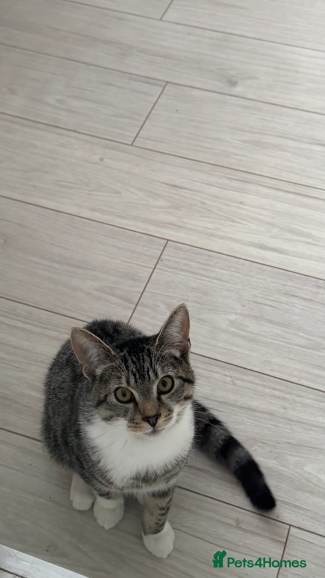 Domestic Shorthair cats for sale: Tabby Male cat for sale - Advert 5