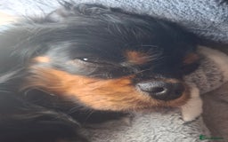 Cavalier King Charles Spaniel dogs for sale: Cuddle bug seeking home with cavalier friends - Image 7
