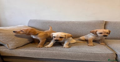 Labrador Retriever dogs - Advert 2