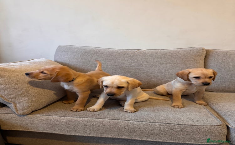 Labrador Retriever dogs - Advert 12