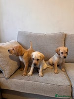 Labrador Retriever dogs - Advert 2