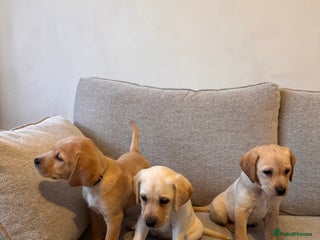 Labrador Retriever dogs - Advert 28