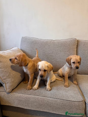 Labrador Retriever dogs - Advert 12