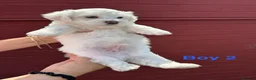 Bichon Frise dogs for sale:     🐶 6 Adorable Puppies Looking for a Home - Advert 30