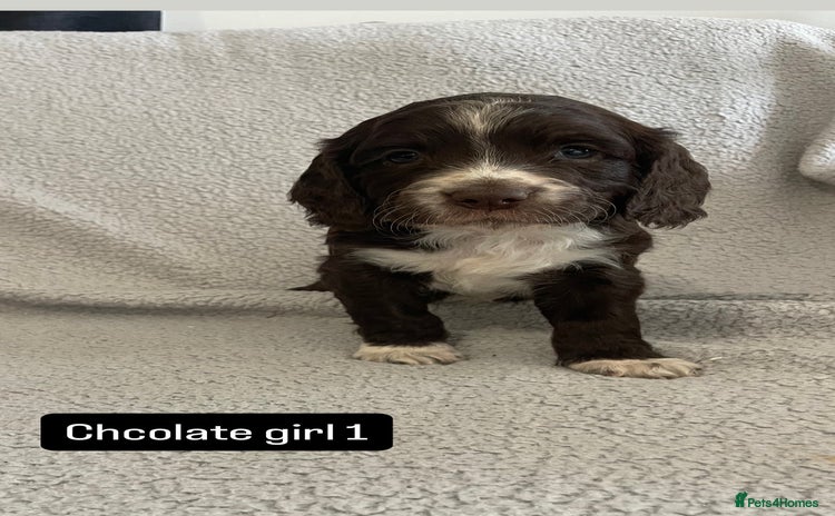 Cocker Spaniel dogs - Advert 1