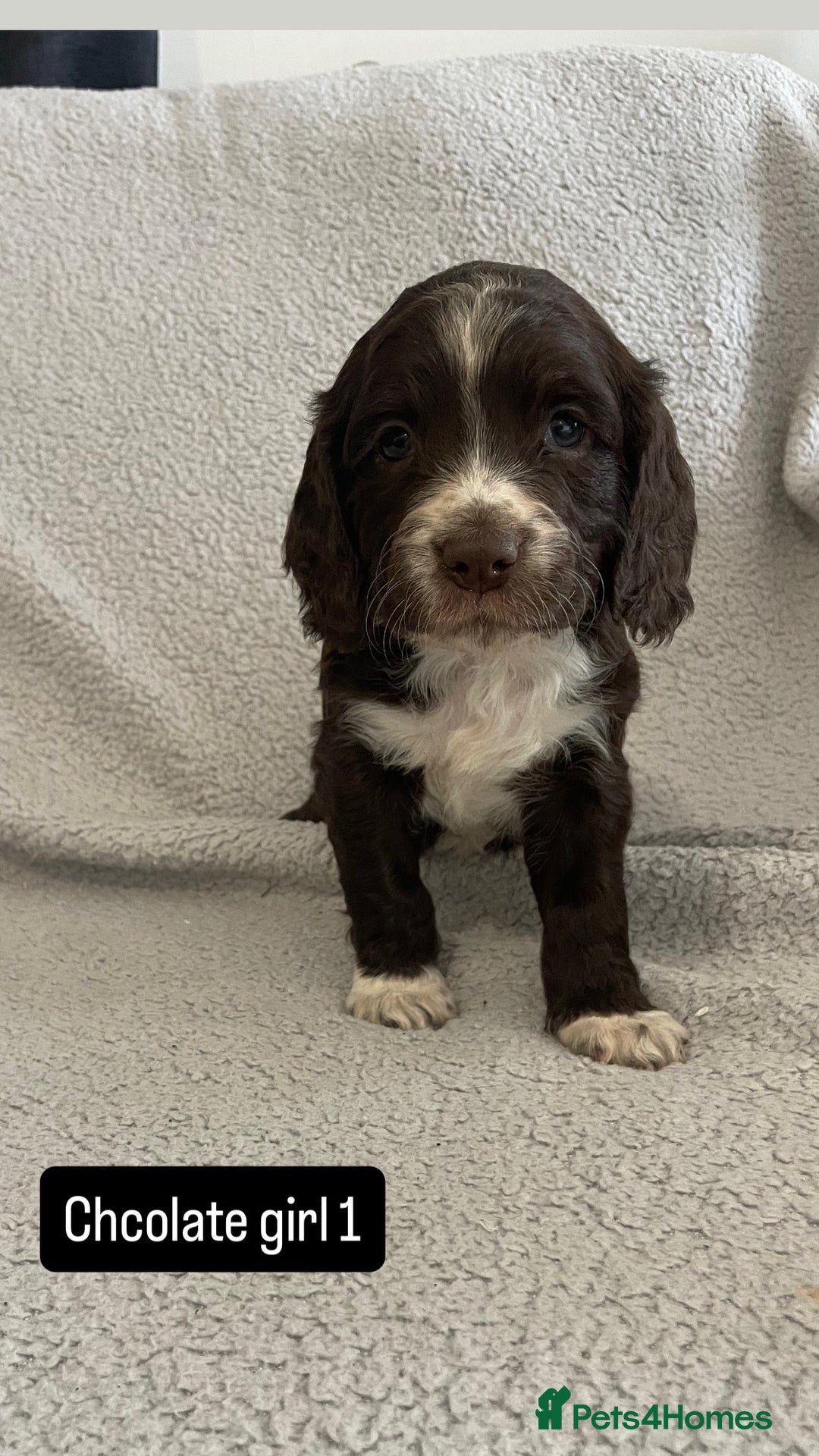 Cocker Spaniel dogs for sale: Gorgeous cocker spaniel puppies  - Image 1