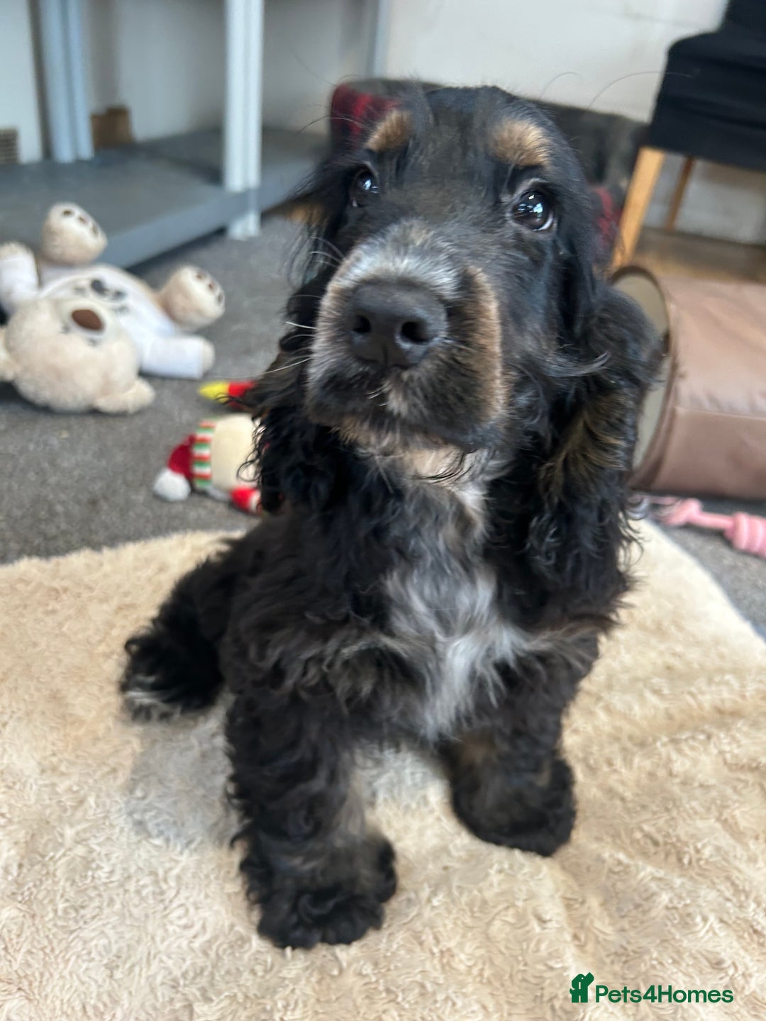 Cocker Spaniel dogs for sale: LAST TWO SHOW COCKER SPANIEL BOYS in Ely - Image 4